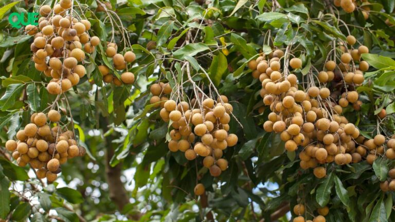 Câu Chuyện Thương Hiệu QUE – Hành Trình Giữ Gìn Hương Vị Truyền Thống