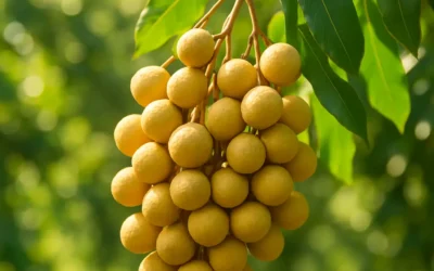 Nhãn Xuồng – Trái Cây Đặc Sản Việt Nam