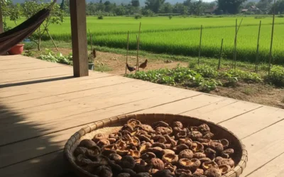 Công dụng tuyệt vời của nấm hương khô trong ẩm thực và y học cổ truyền