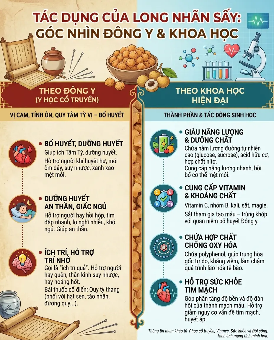 Infographic long nhãn sấy có tác dụng gì Đông y và khoa học
