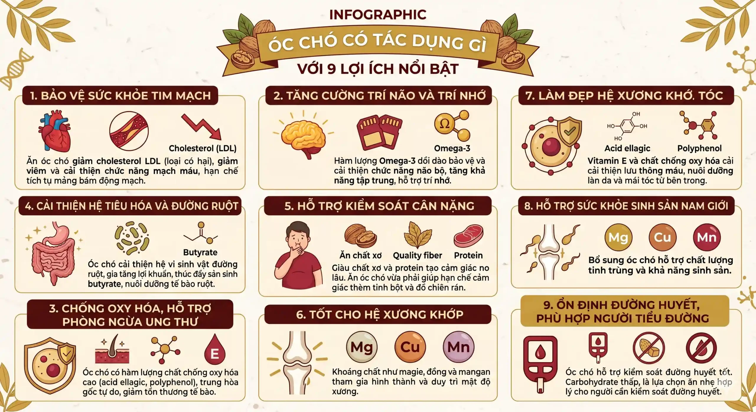 Infographic óc chó có tác dụng gì với 9 lợi ích nổi bật