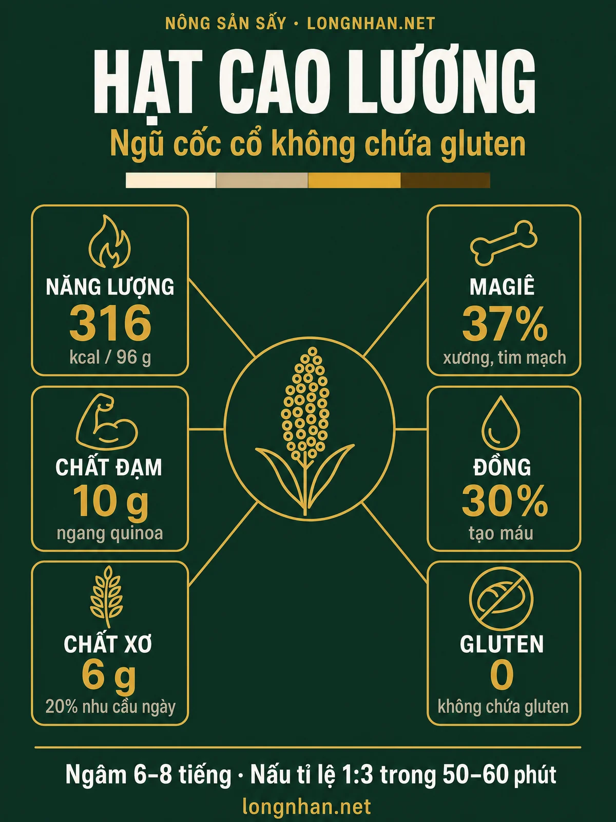 Infographic hạt cao lương: dinh dưỡng, 8 công dụng và cách nấu